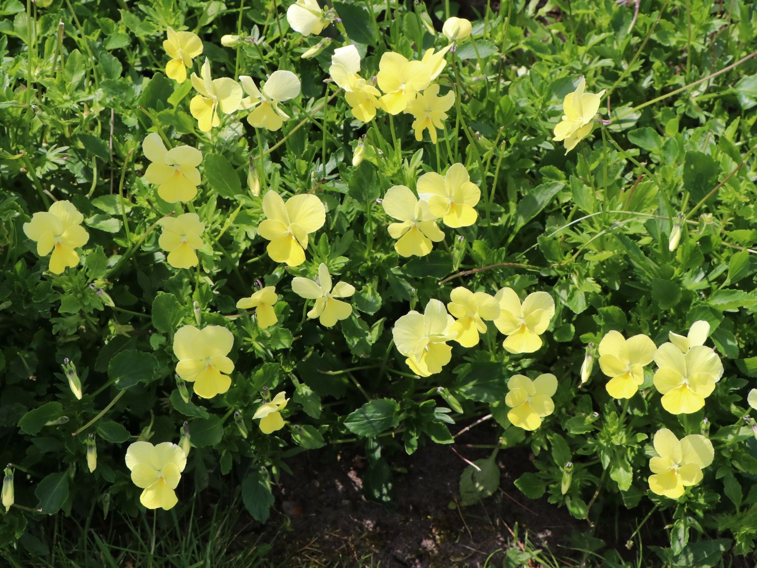 Hornveilchen / Gehörntes Stiefmütterchen 'Beshlie'