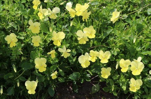 Hornveilchen / Gehörntes Stiefmütterchen 'Beshlie' - Viola cornuta 'Beshlie'