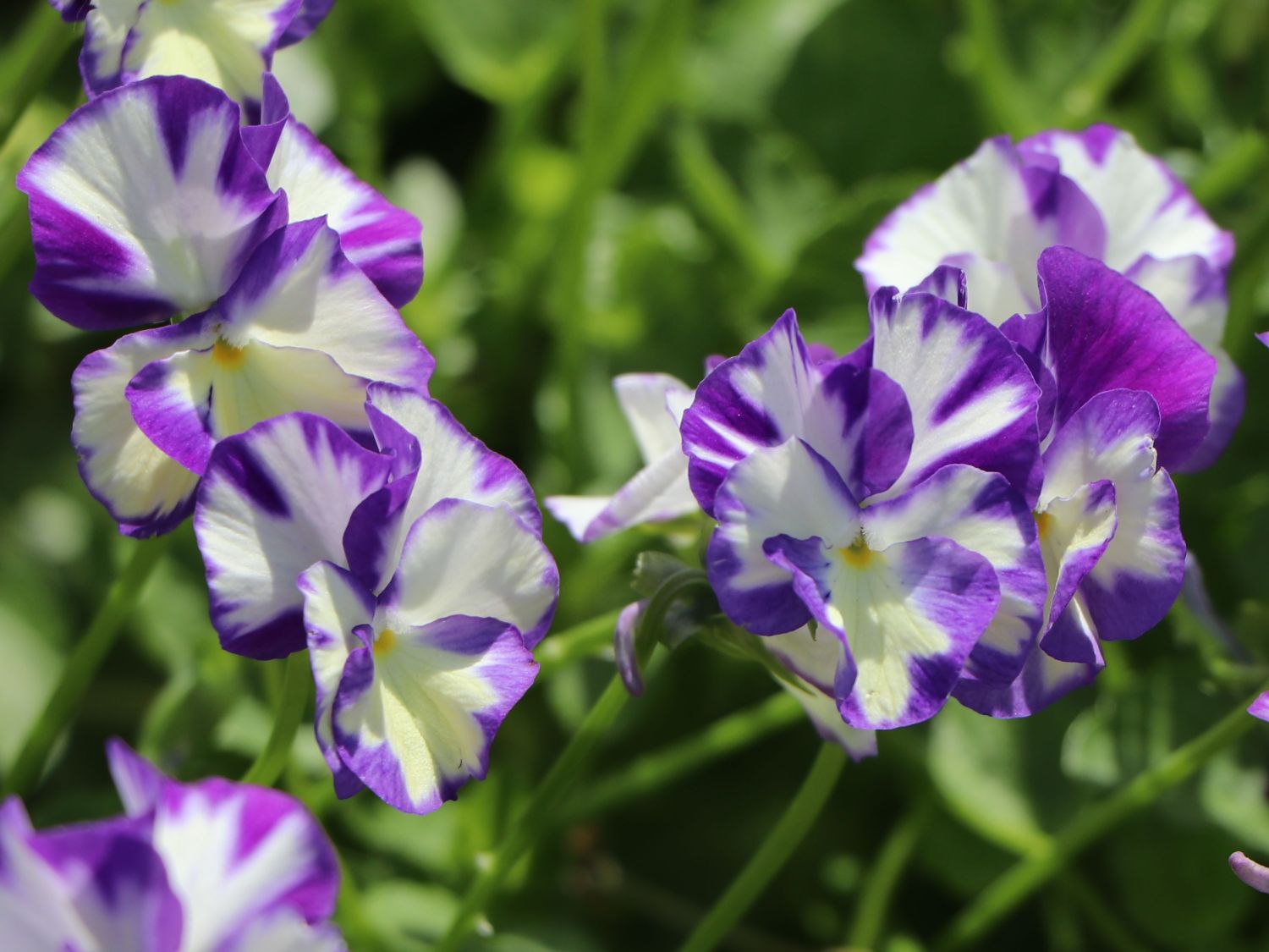 Gehörntes Stiefmütterchen 'Rebecca'