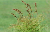 Geißbart 'Fairy Hair'