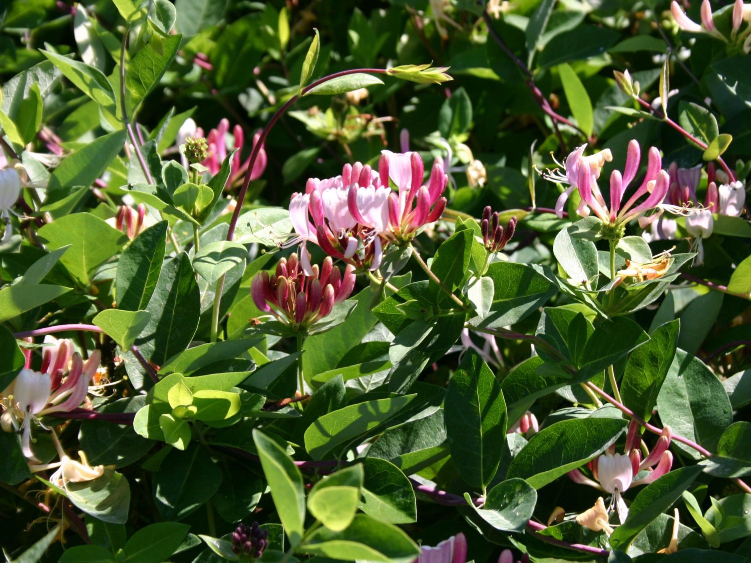 Geißblatt / Geißschlinge 'American Beauty' - Lonicera x heckrottii 'American Beauty'