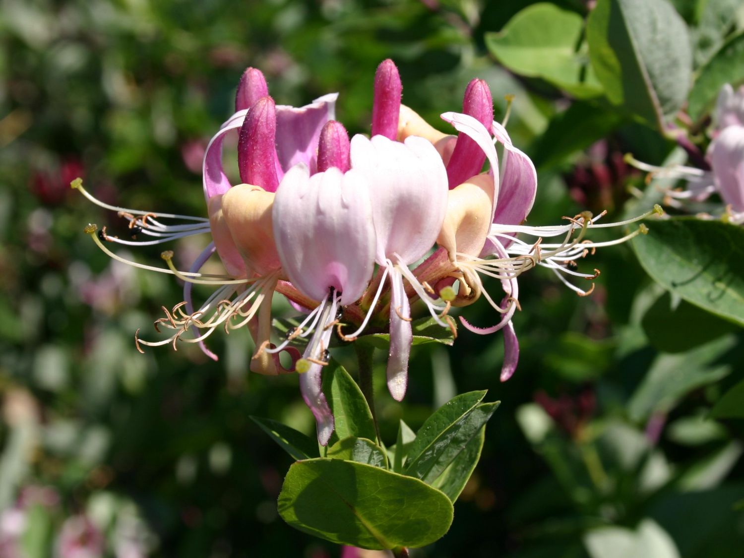 Geißblatt / Geißschlinge 'American Beauty' - Lonicera x heckrottii 'American Beauty'