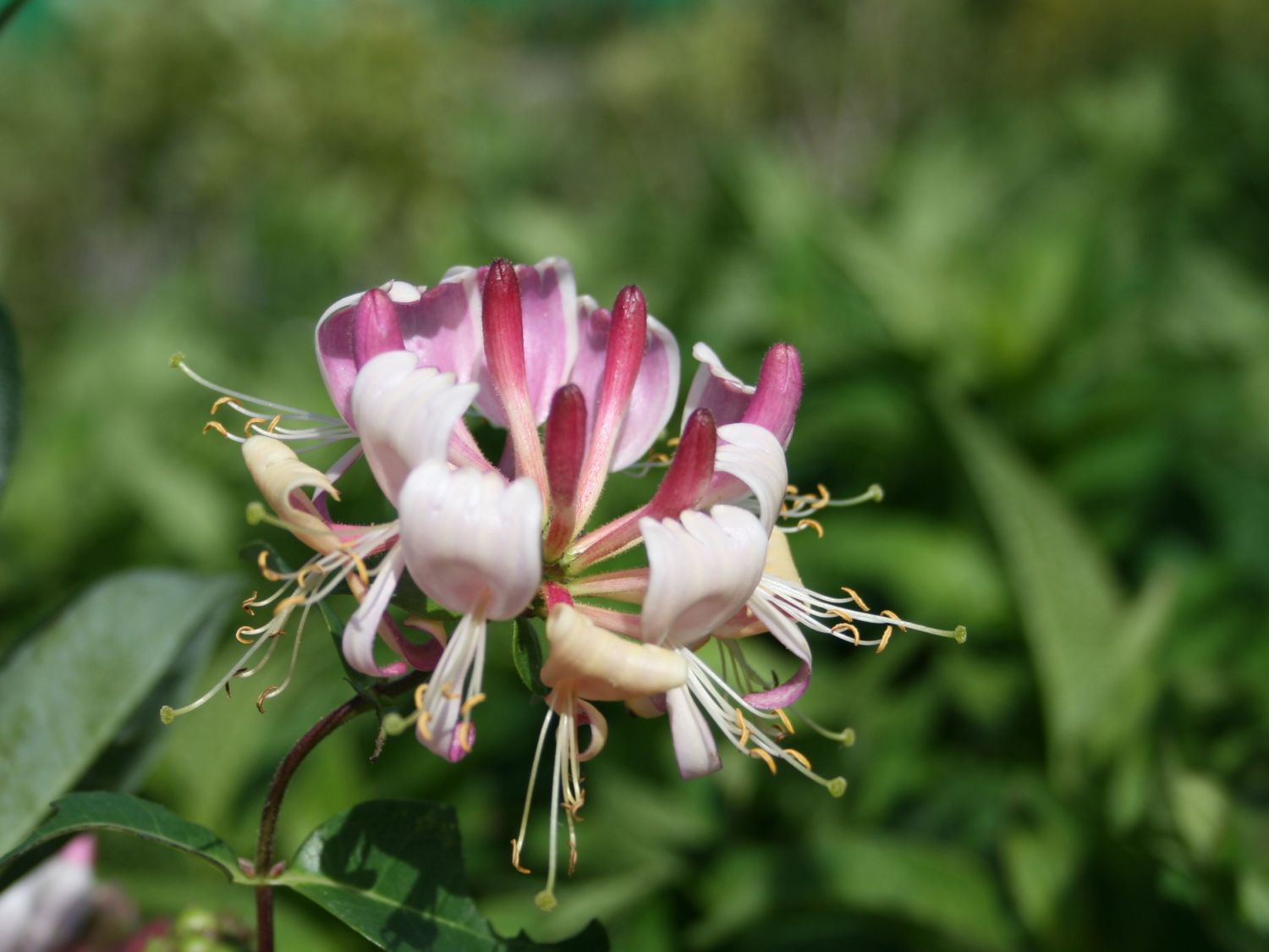 Geißblatt / Geißschlinge 'American Beauty' - Lonicera x heckrottii 'American Beauty'