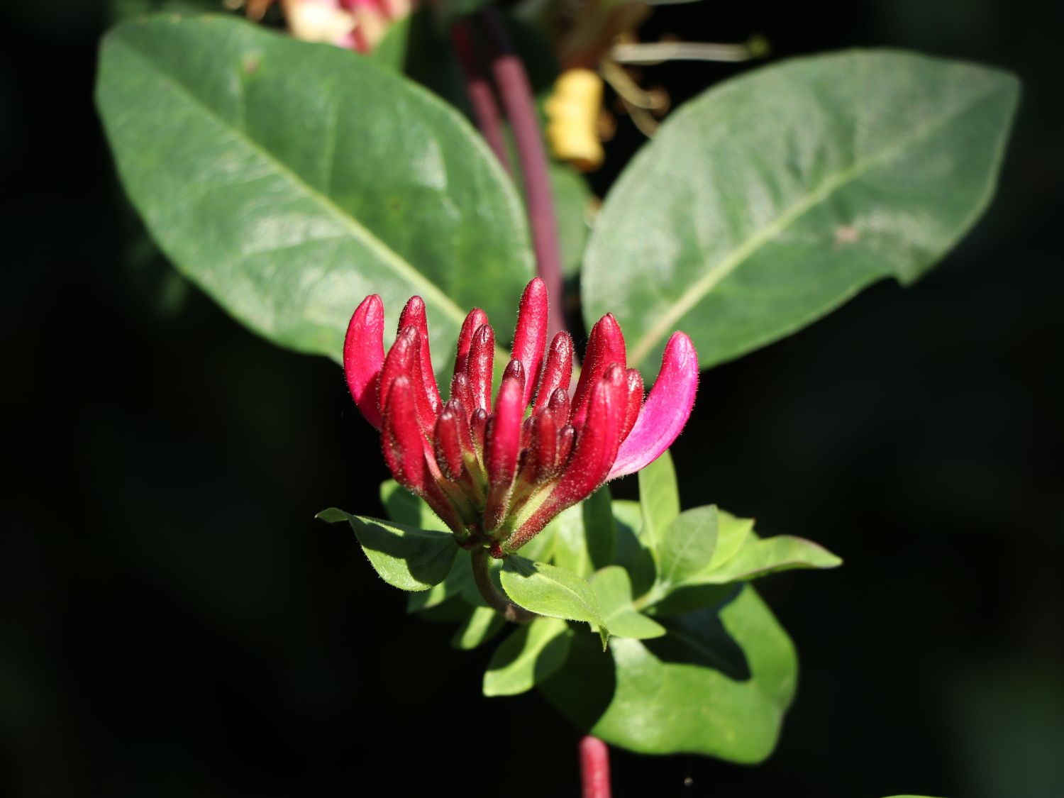Geißblatt / Geißschlinge 'American Beauty' - Lonicera x heckrottii 'American Beauty'