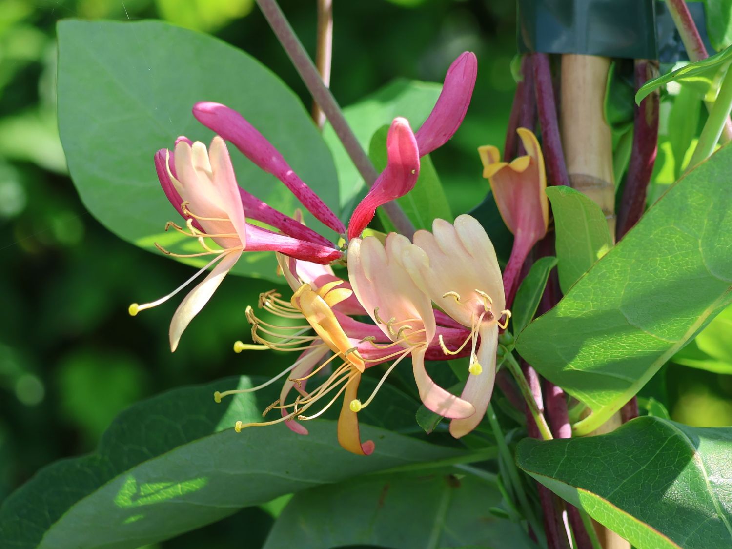 Geißblatt / Geißschlinge 'American Beauty' - Lonicera x heckrottii 'American Beauty'