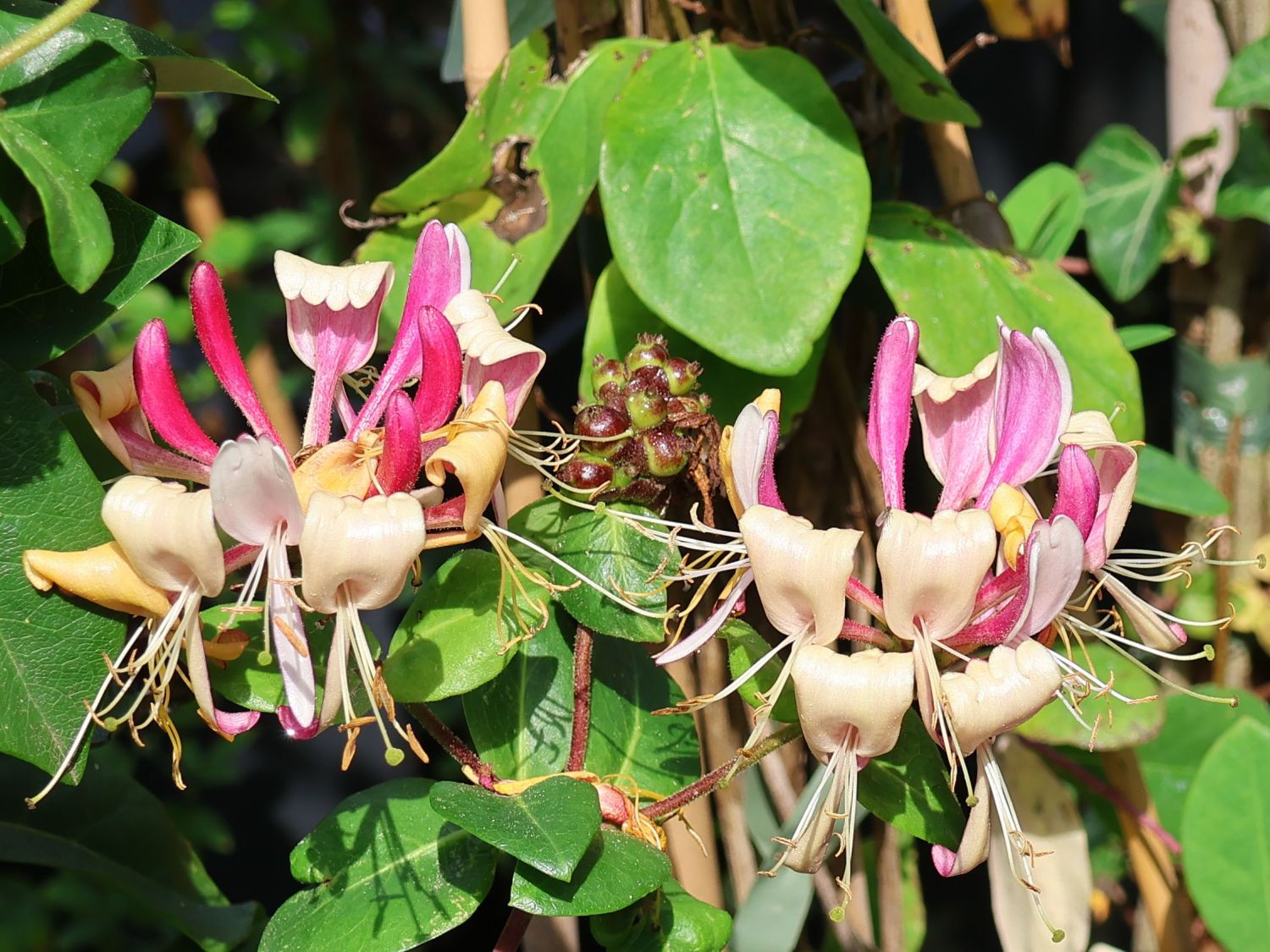 Geißblatt / Geißschlinge 'American Beauty' - Lonicera x heckrottii 'American Beauty'