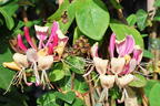 Geißblatt / Geißschlinge 'American Beauty' - Lonicera x heckrottii 'American Beauty'