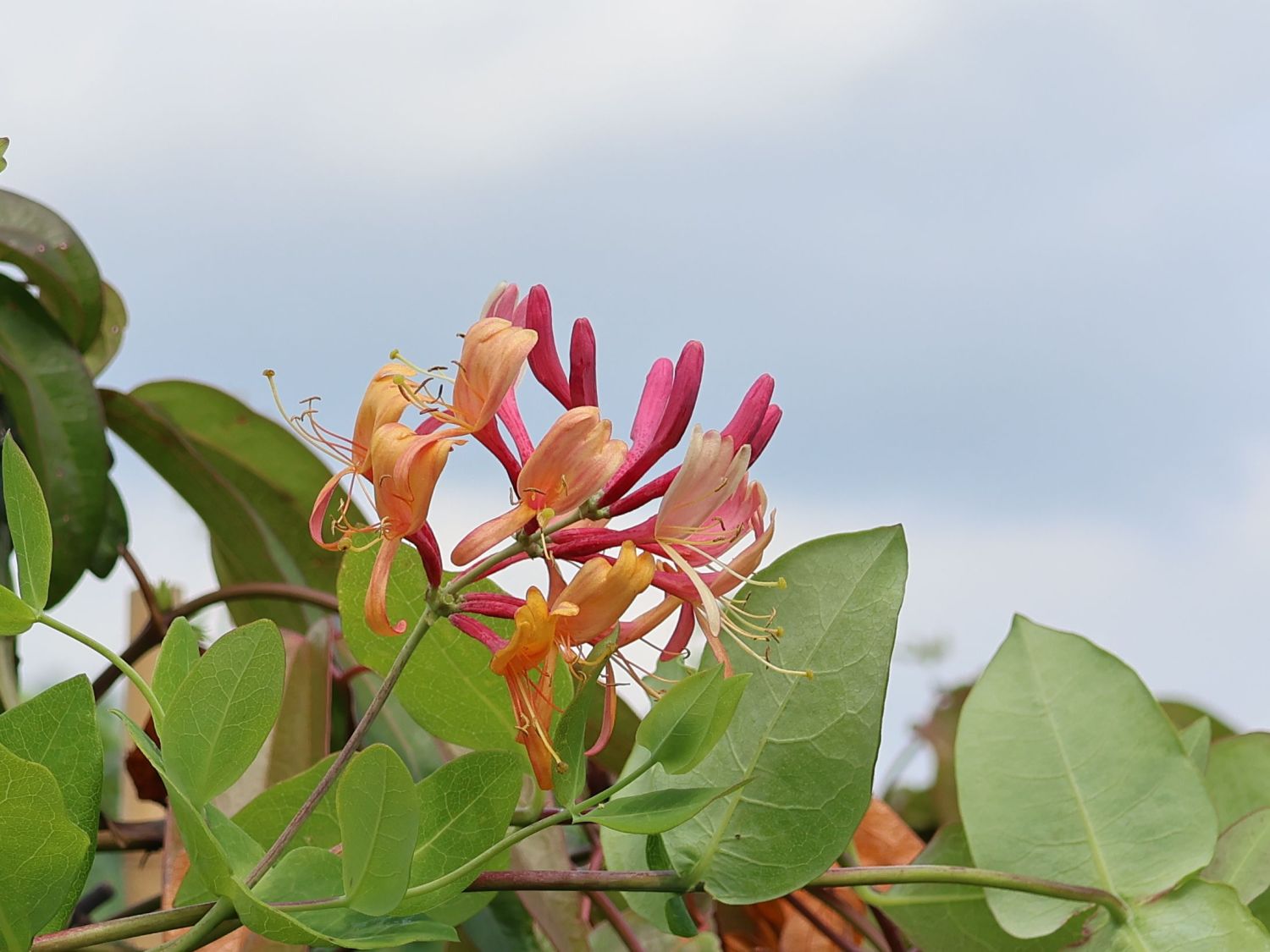 Geißblatt / Geißschlinge 'American Beauty' - Lonicera x heckrottii 'American Beauty'