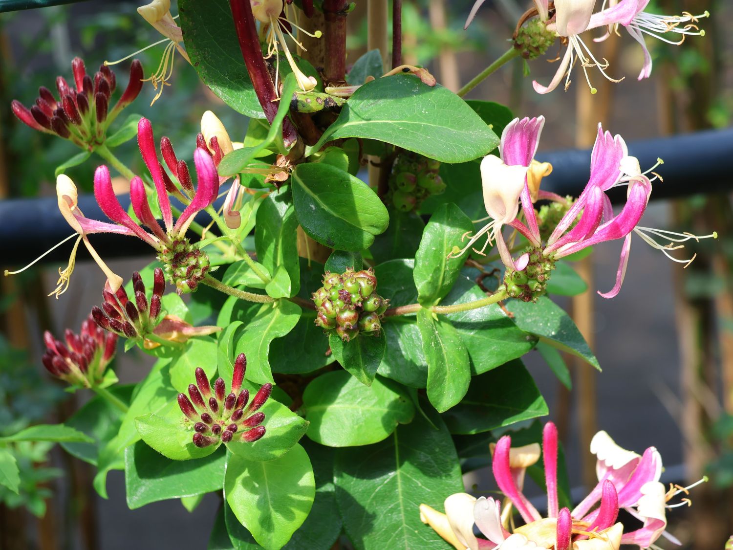 Geißblatt / Geißschlinge 'American Beauty' - Lonicera x heckrottii 'American Beauty'