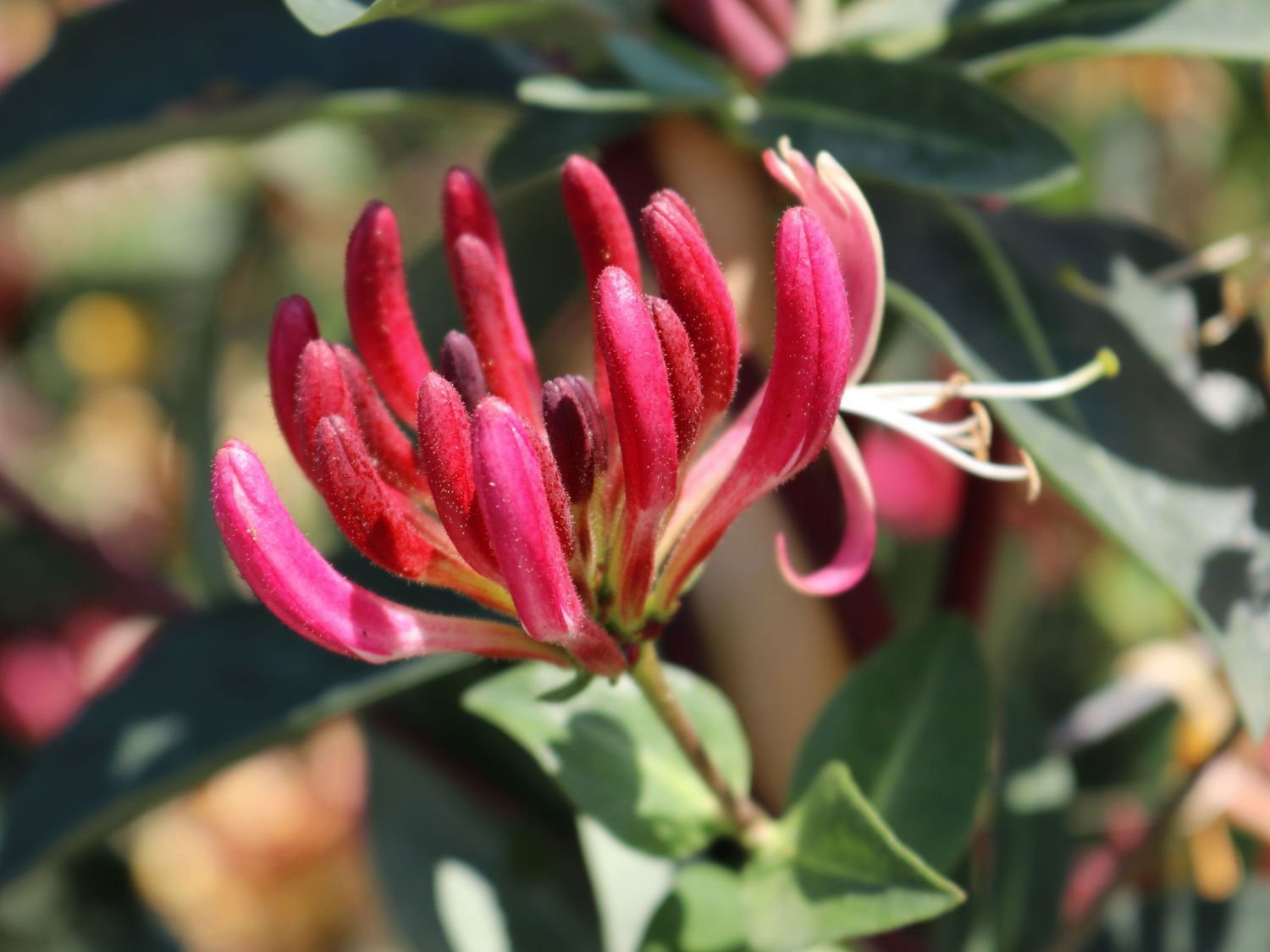 Geißblatt 'Red World'