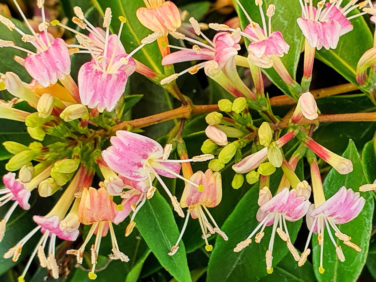 Geischlinge 'Marinella' - Lonicera henryi 'Marinella' - Baumschule  Horstmann