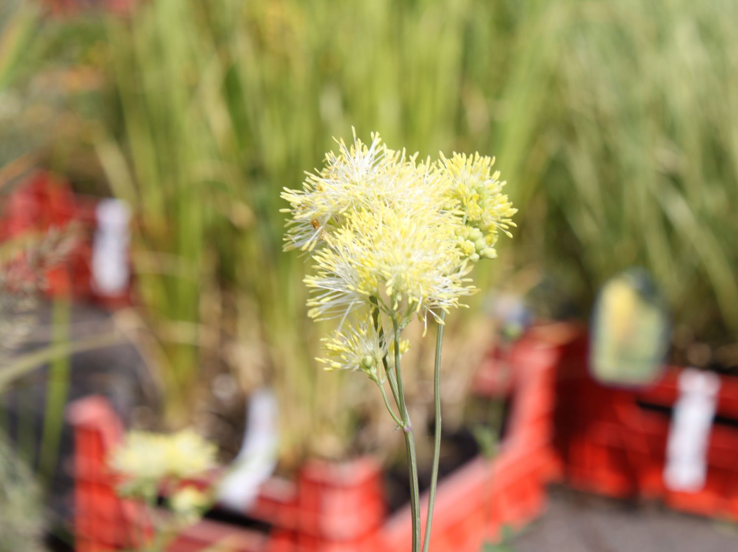 Gelbblühende Wiesenraute 'Tukker Princess'