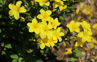 Gelbblühender Lein 'Compactum'