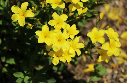 Gelbblühender Lein 'Compactum' - Linum flavum 'Compactum'