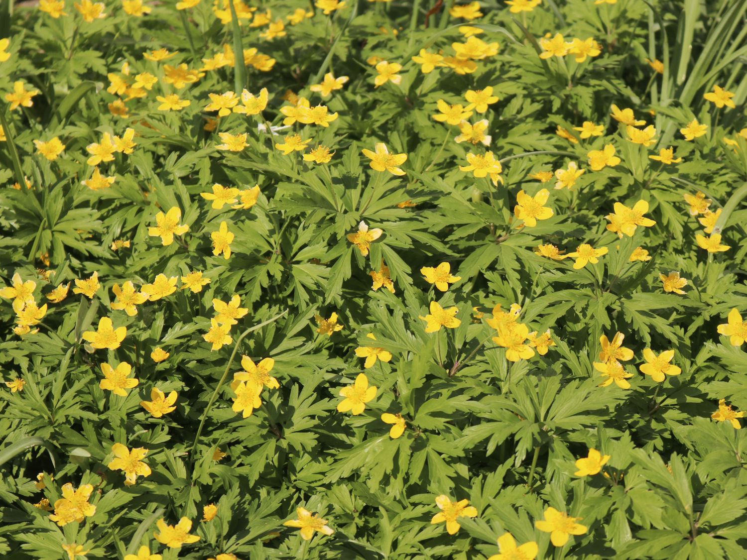 Gelbblühendes Windröschen