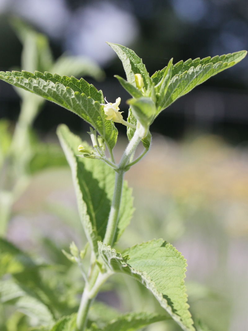 Gelbblütige Katzenminze