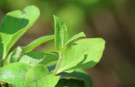 Gelbbunte Geißschlinge 'Halliana'