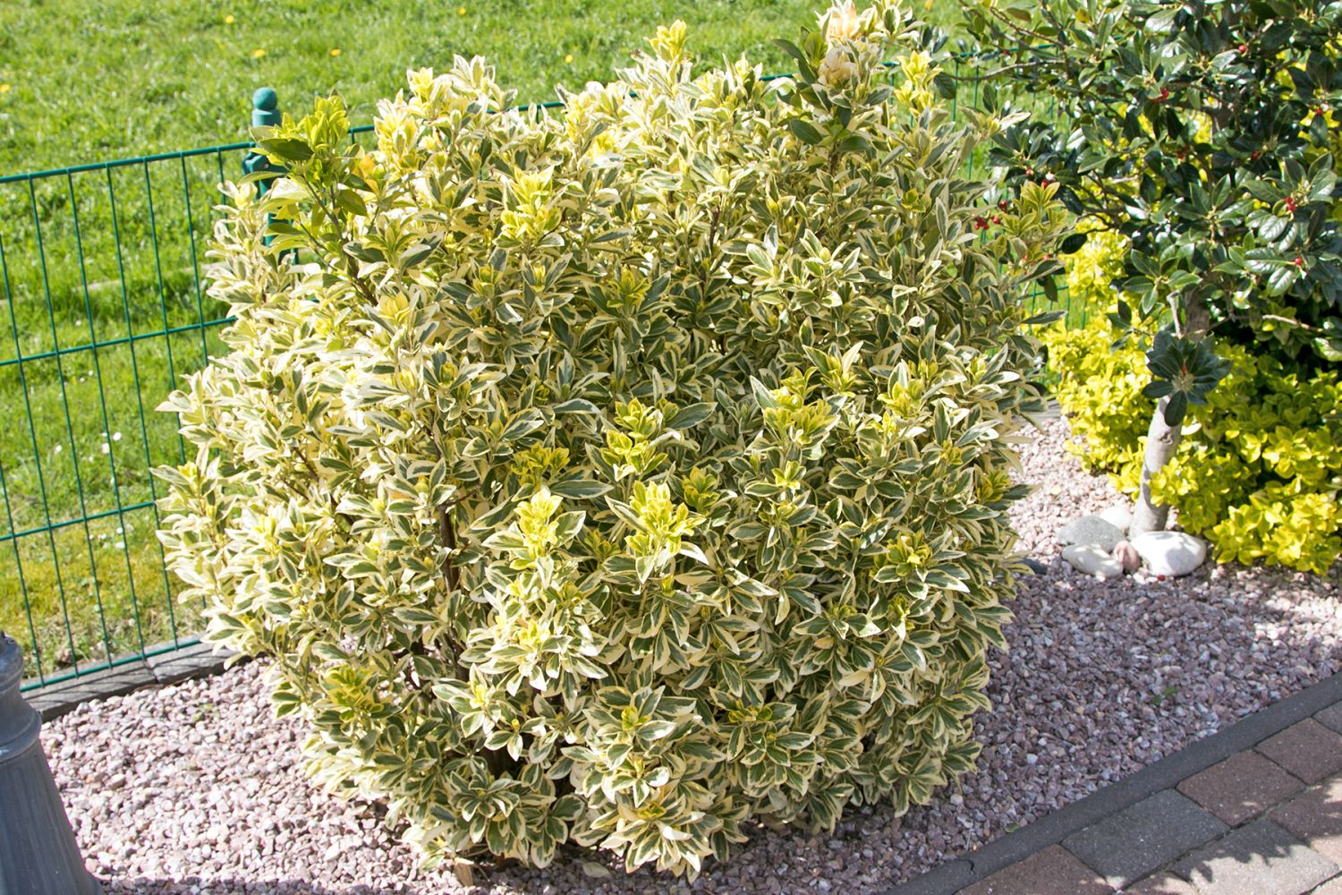 Gelbbunte Japanspindel 'Aureomarginatus'