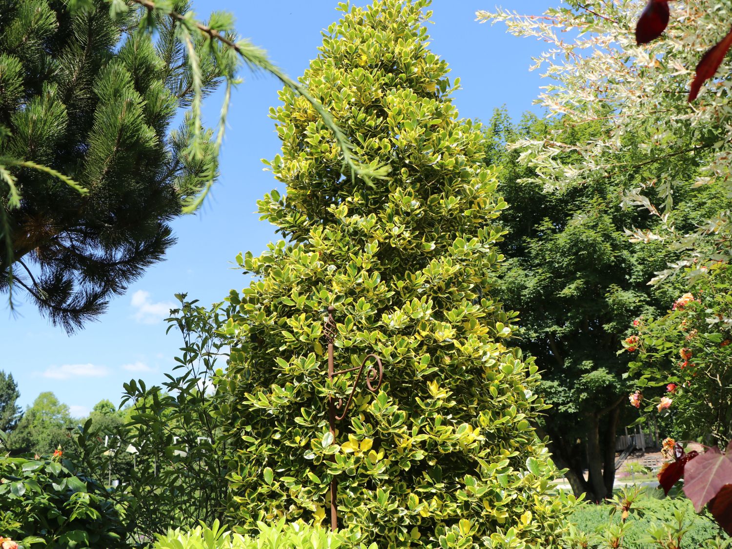 Gelbbunte Stechpalme 'Golden van Tol' - Ilex aquifolium 'Golden van Tol'