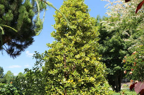 Gelbbunte Stechpalme 'Golden van Tol' - Ilex aquifolium 'Golden van Tol'