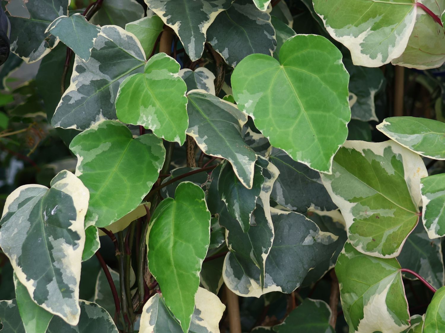 Gelbbunter Efeu 'Gloire de Marengo'