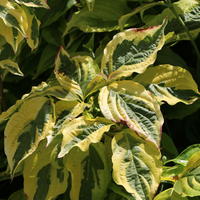 Gelbbunter Hartriegel 'Spaethii' - Cornus alba 'Spaethii'