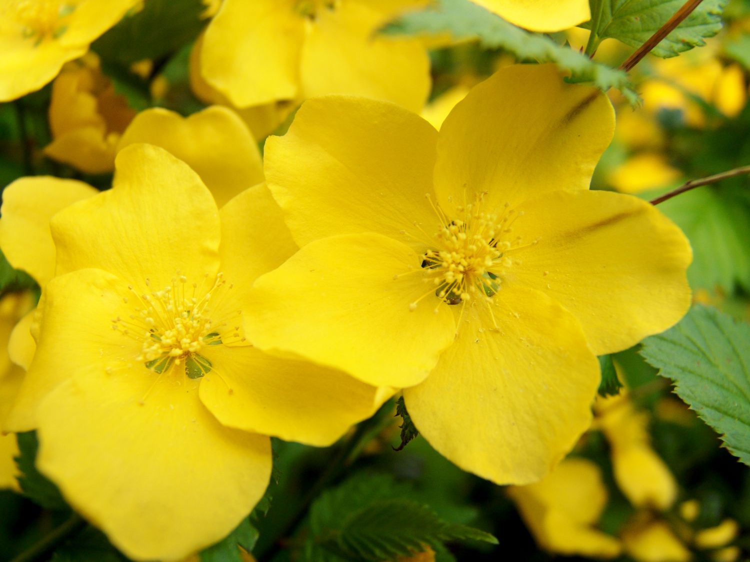 Gelbbunter Ranunkelstrauch 'Golden Guinea' - Kerria japonica 'Golden Guinea'