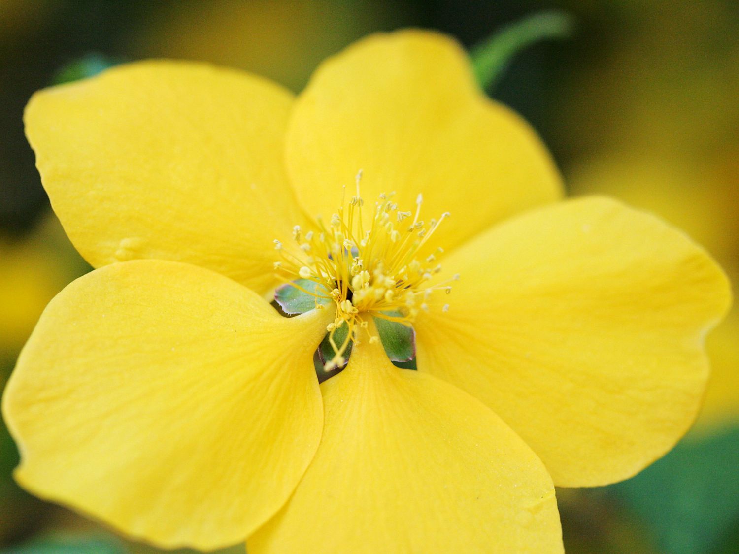 Gelbbunter Ranunkelstrauch 'Golden Guinea' - Kerria japonica 'Golden Guinea'