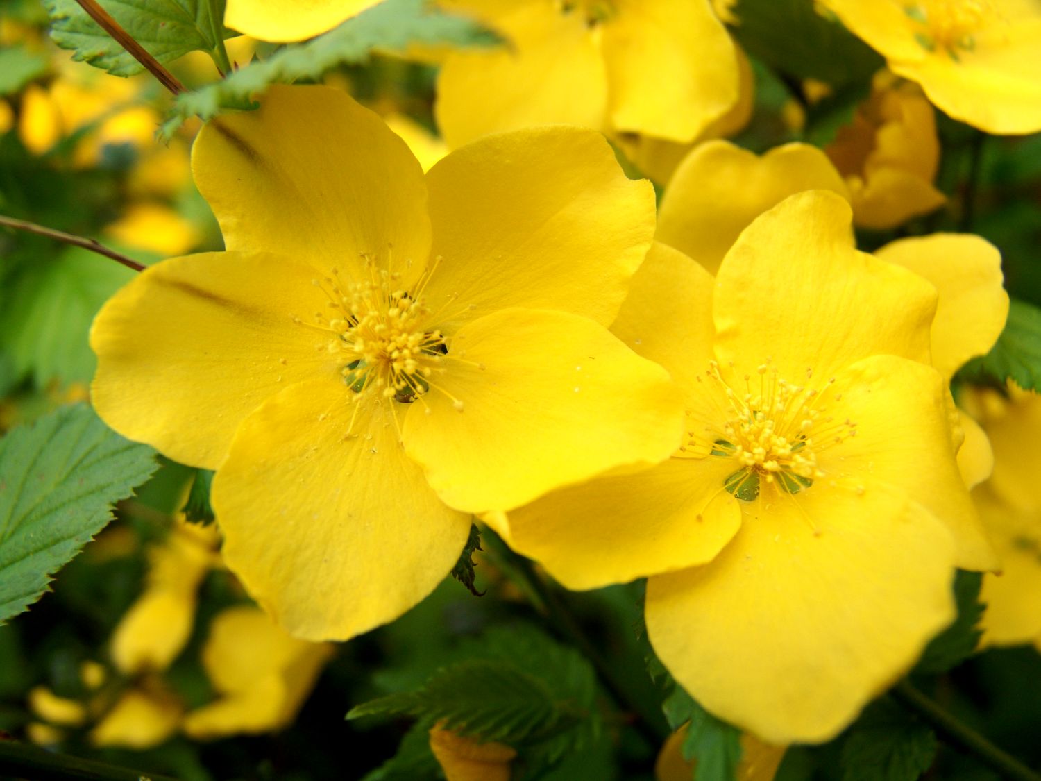Gelbbunter Ranunkelstrauch 'Golden Guinea' - Kerria japonica 'Golden Guinea'