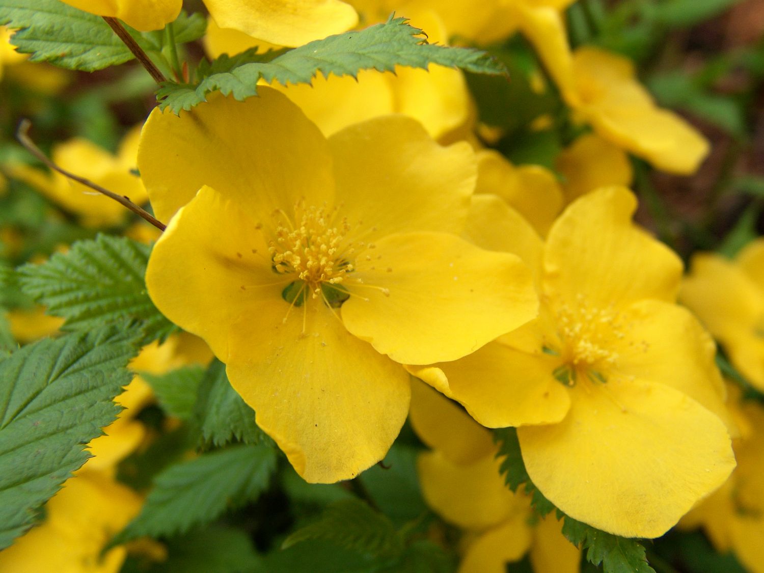 Gelbbunter Ranunkelstrauch 'Golden Guinea' - Kerria japonica 'Golden Guinea'