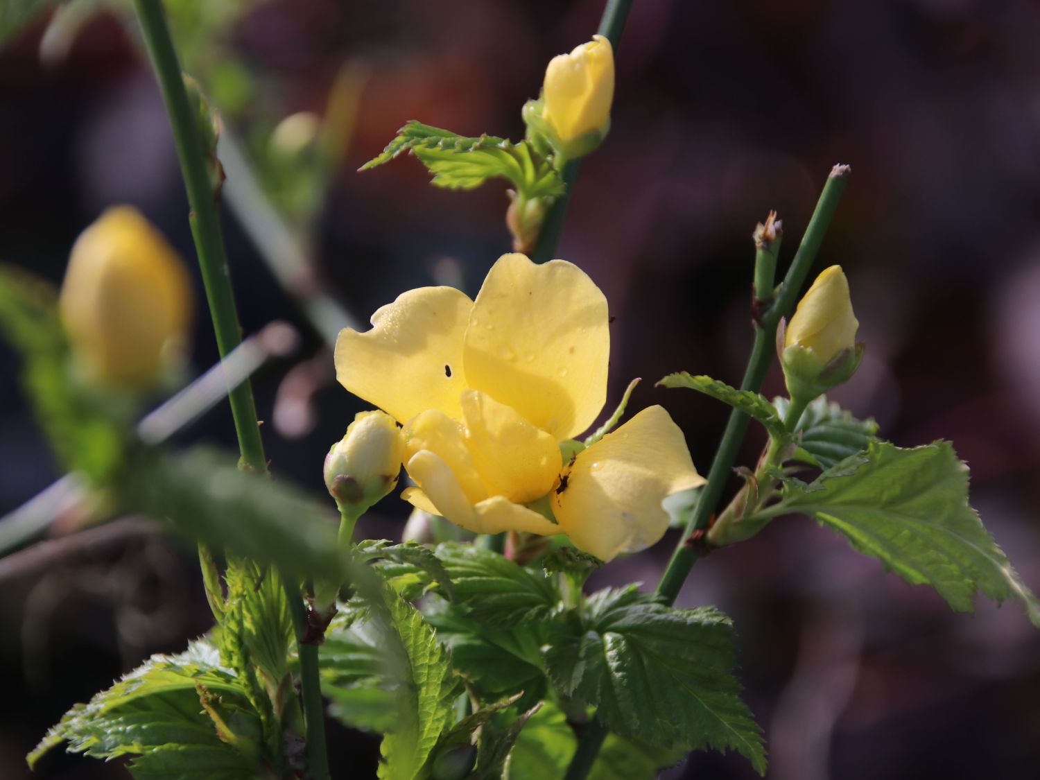 Gelbbunter Ranunkelstrauch 'Golden Guinea' - Kerria japonica 'Golden Guinea'