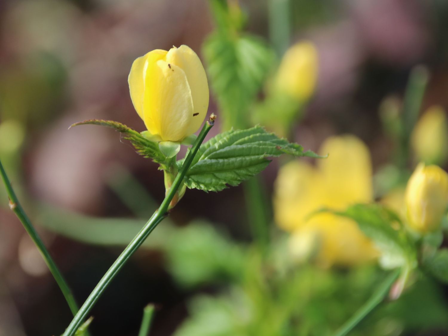 Gelbbunter Ranunkelstrauch 'Golden Guinea' - Kerria japonica 'Golden Guinea'