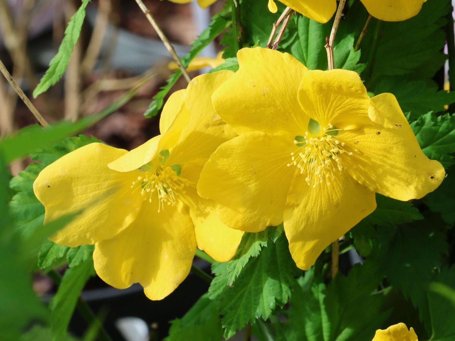 Gelbbunter Ranunkelstrauch 'Golden Guinea' - Kerria japonica 'Golden Guinea'