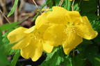 Gelbbunter Ranunkelstrauch 'Golden Guinea' - Kerria japonica 'Golden Guinea'