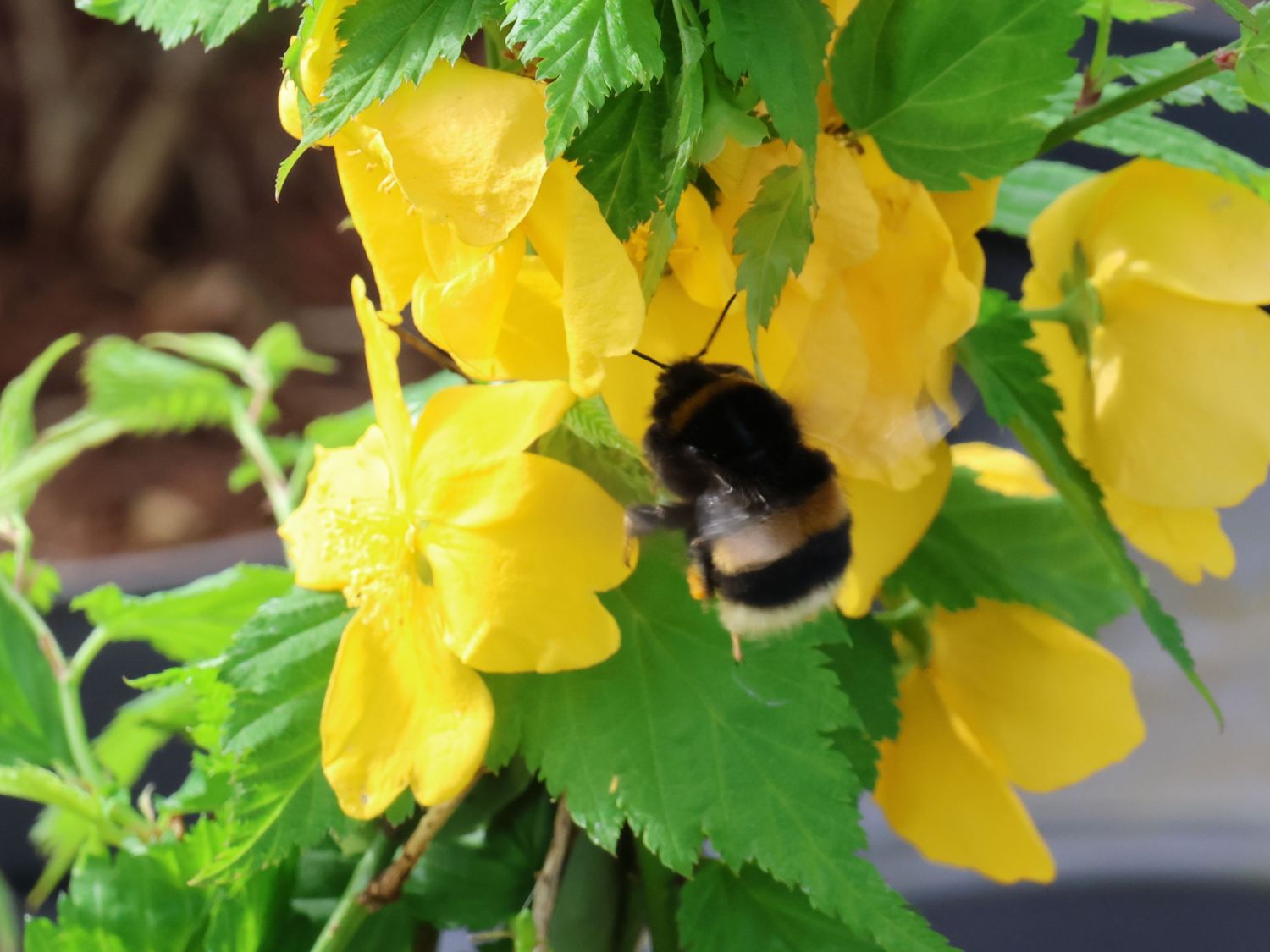 Gelbbunter Ranunkelstrauch 'Golden Guinea' - Kerria japonica 'Golden Guinea'