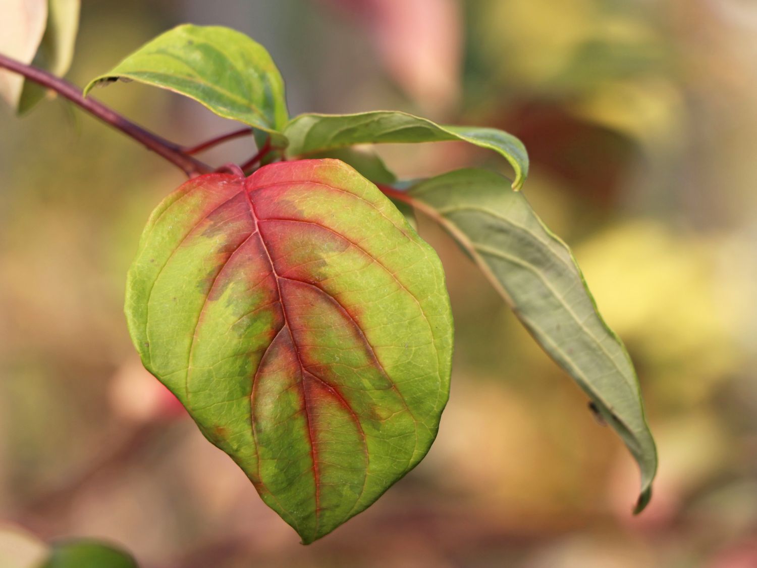 Gelbbunter Zwerg-Etagenhartriegel 'Golden Shadows' ® - Cornus alternifolia 'Golden Shadows' ®