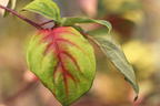 Gelbbunter Zwerg-Etagenhartriegel 'Golden Shadows' ® - Cornus alternifolia 'Golden Shadows' ®