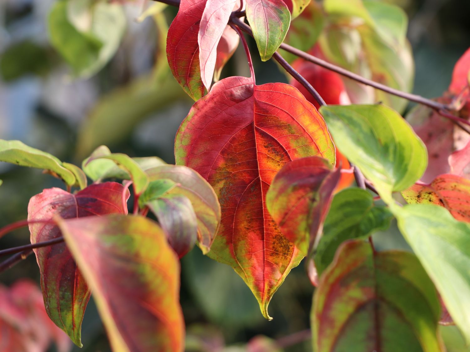 Gelbbunter Zwerg-Etagenhartriegel 'Golden Shadows' ® - Cornus alternifolia 'Golden Shadows' ®