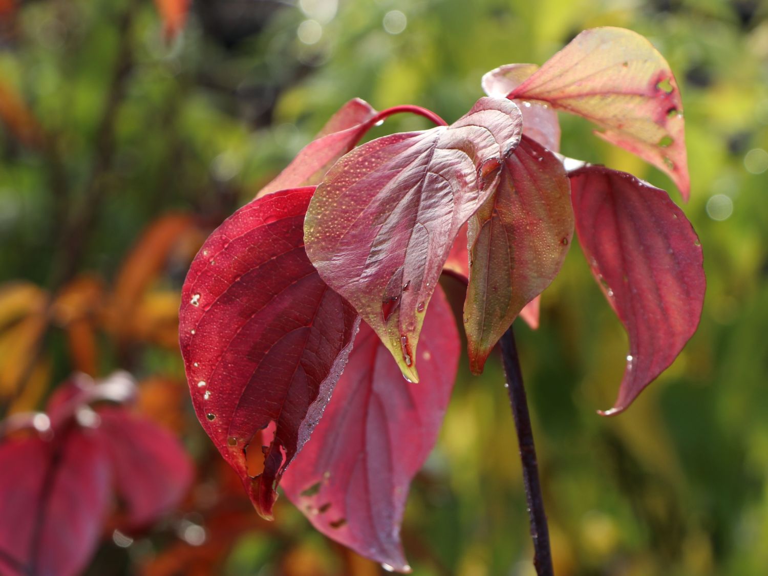 Gelbbunter Zwerg-Etagenhartriegel 'Golden Shadows' ® - Cornus alternifolia 'Golden Shadows' ®