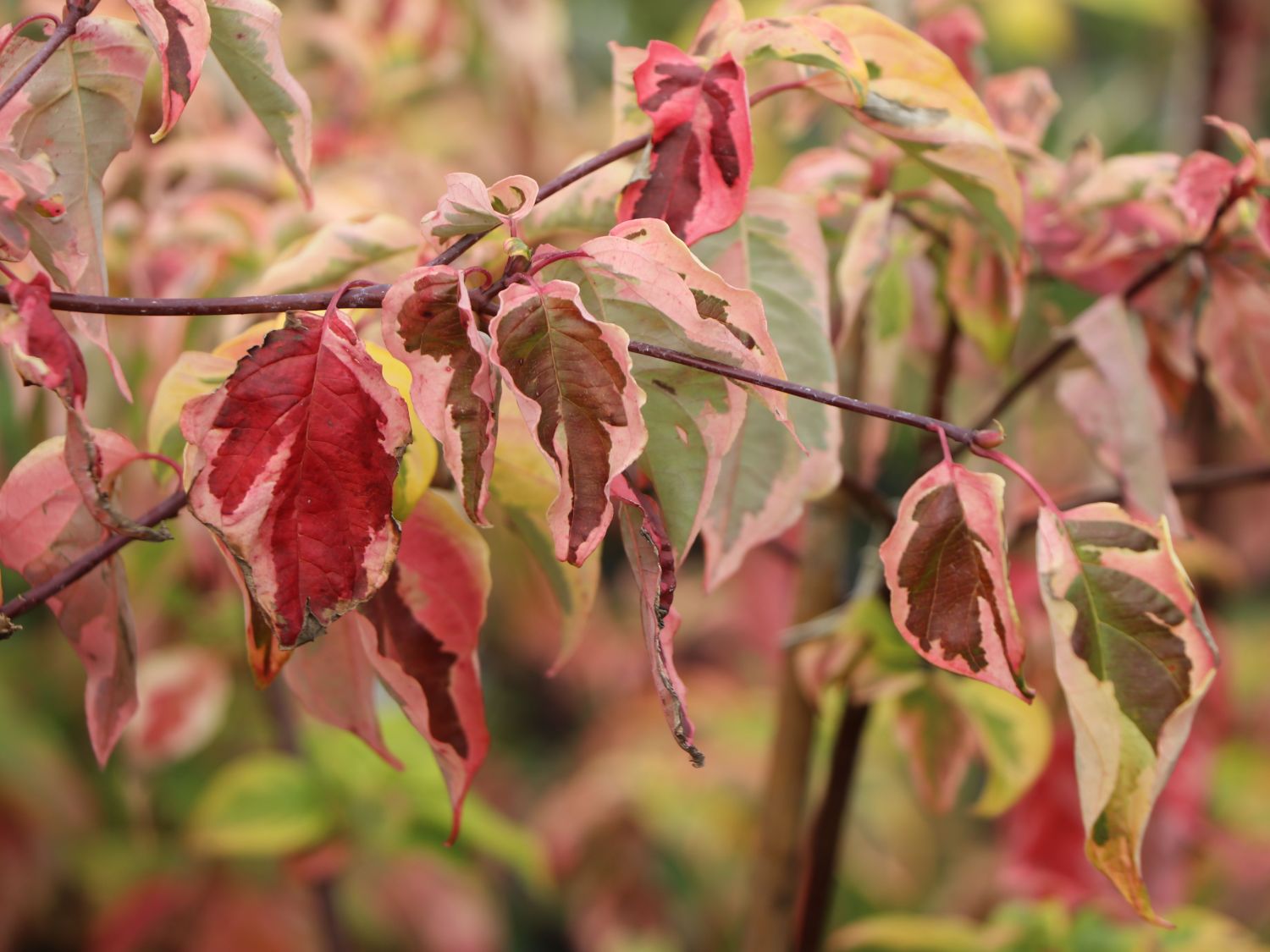 Gelbbunter Zwerg-Etagenhartriegel 'Golden Shadows' ® - Cornus alternifolia 'Golden Shadows' ®