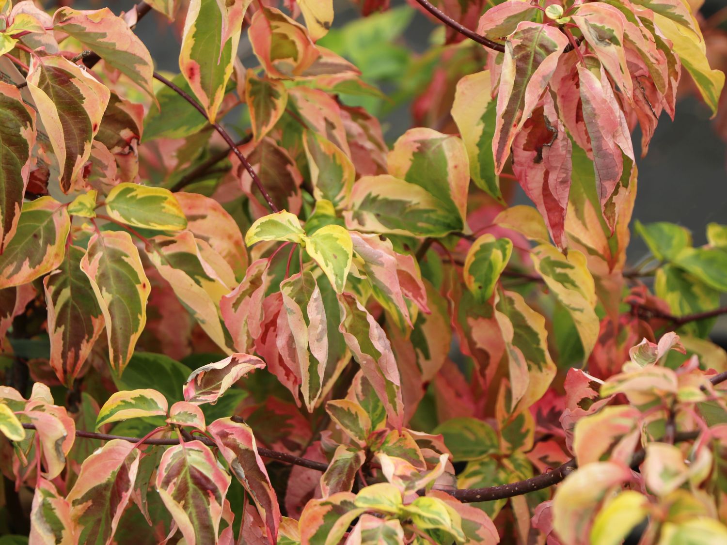 Gelbbunter Zwerg-Etagenhartriegel 'Golden Shadows' ® - Cornus alternifolia 'Golden Shadows' ®