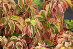 Gelbbunter Zwerg-Etagenhartriegel 'Golden Shadows' ® - Cornus alternifolia 'Golden Shadows' ®