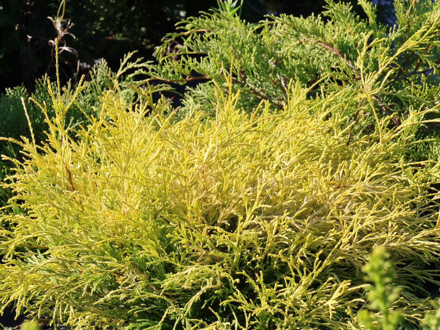 Gelbe Fadenzypresse 'Filifera Aurea Nana' - Chamaecyparis pisifera 'Filifera Aurea Nana'