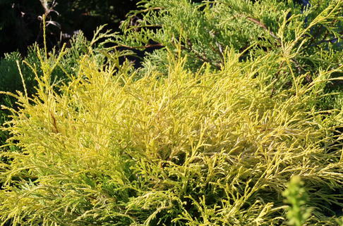 Gelbe Fadenzypresse 'Filifera Aurea Nana' - Chamaecyparis pisifera 'Filifera Aurea Nana'