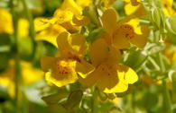 Gelbe Gauklerblume