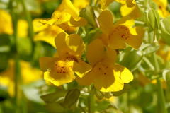 Gelbe Gauklerblume