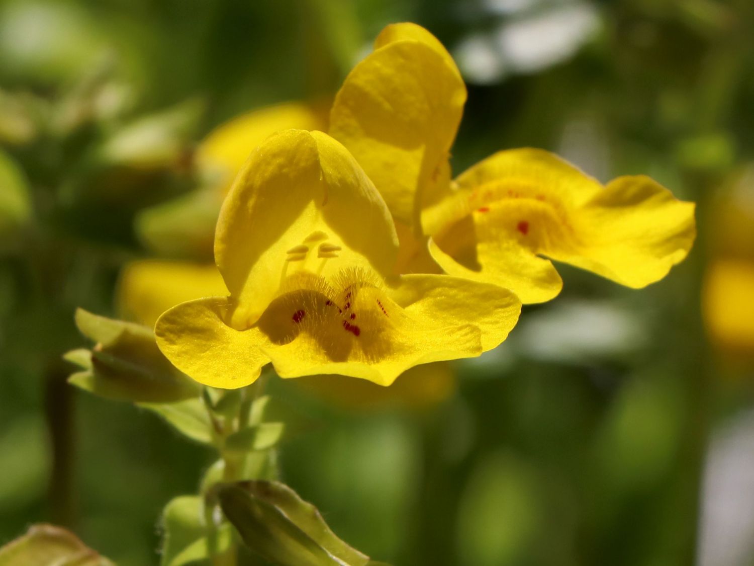 Gelbe Gauklerblume (Mimulus luteus) perfekte Stauden & Ratgeber