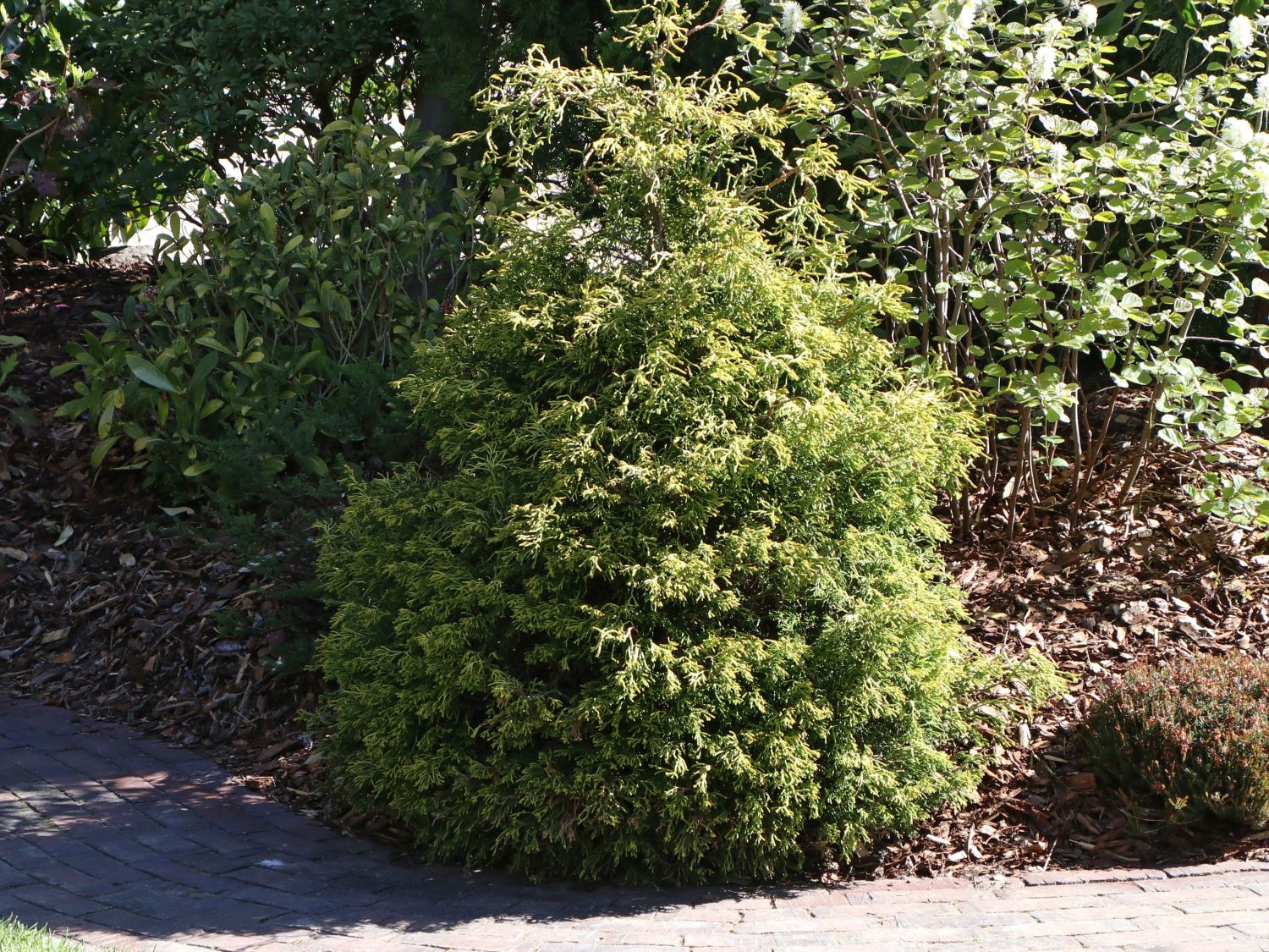 Gelbe Hinoki-Scheinzypresse 'Tsatsumi Gold'