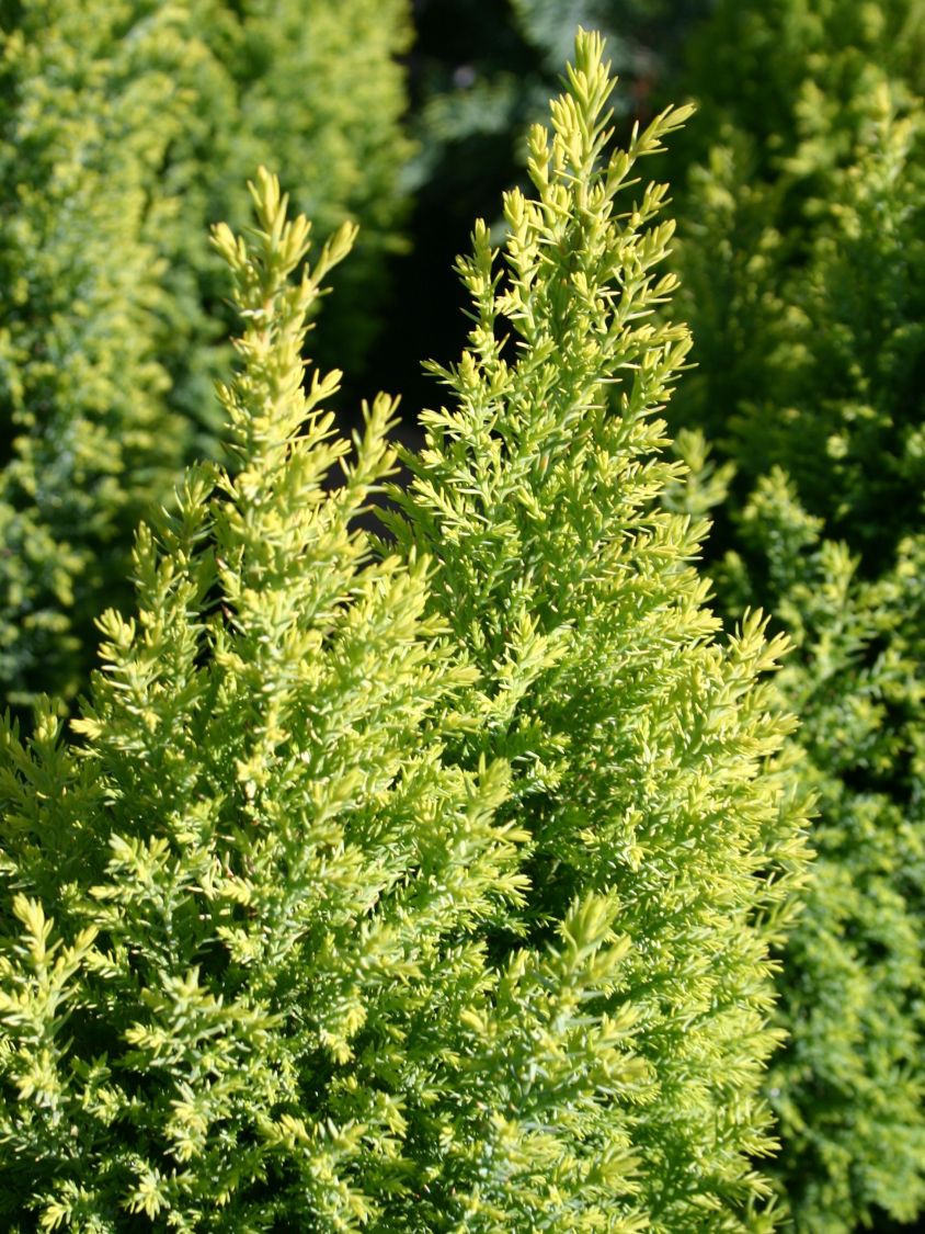 Gelbe Kegelzypresse / Mooszypresse / Scheinzypresse 'Ellwood's Gold' - Chamaecyparis lawsoniana 'Ellwood's Gold'