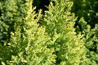Gelbe Kegelzypresse / Mooszypresse / Scheinzypresse 'Ellwood's Gold' - Chamaecyparis lawsoniana 'Ellwood's Gold'
